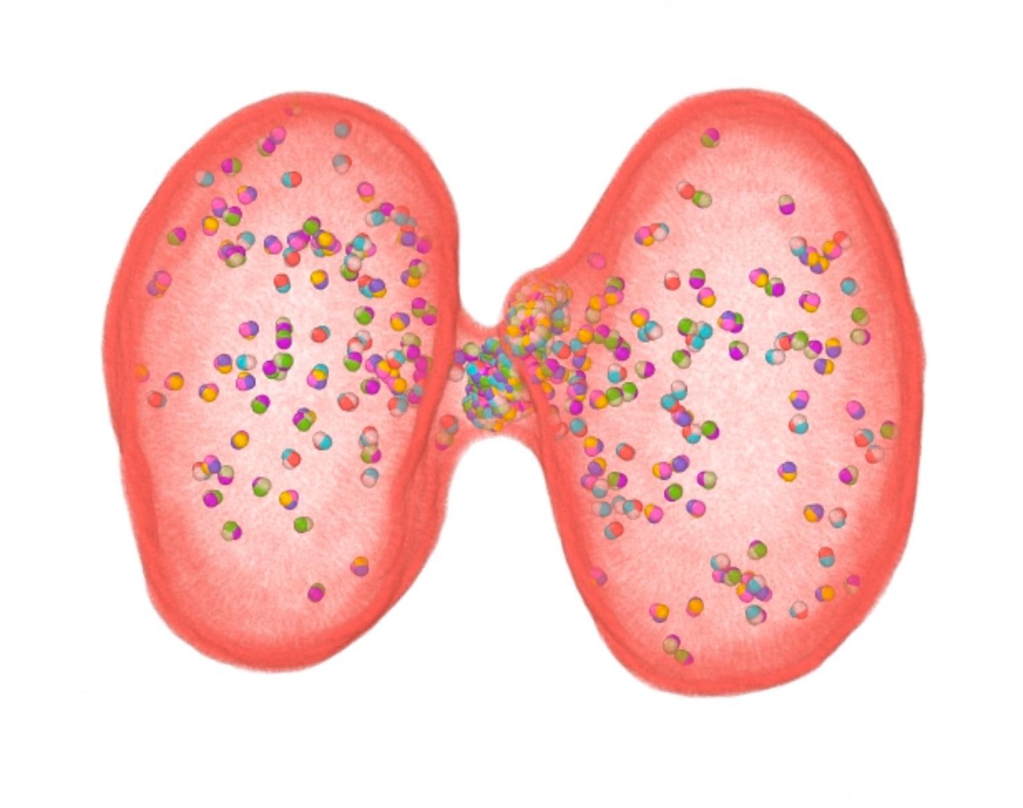 Coarse-grained model of archaeal division